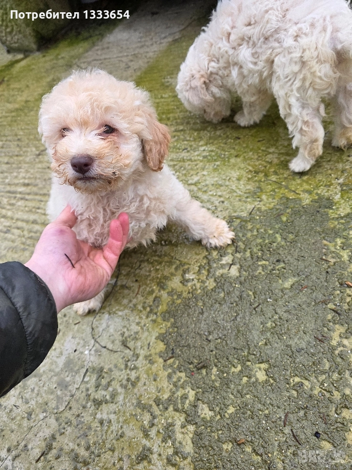 Лагото Романьоло, снимка 1