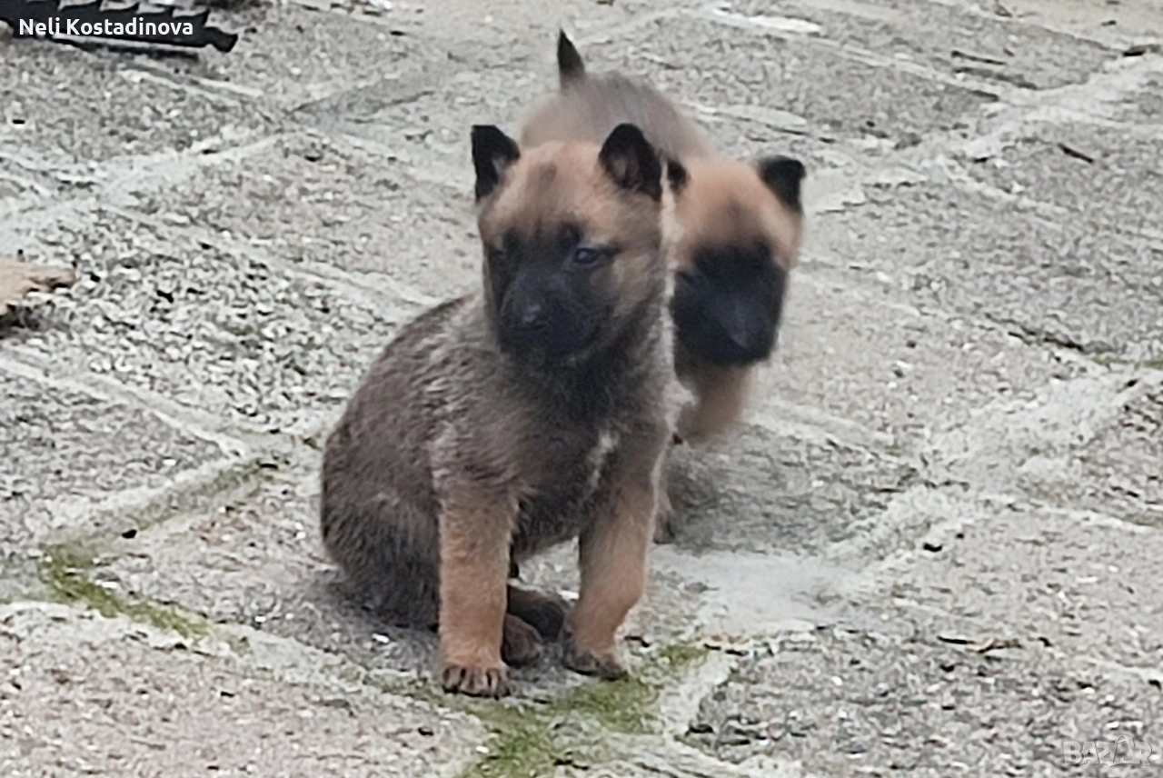 Белгийска овчарка Малиноа , снимка 1