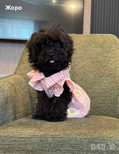 Той пудел-момиче, снимка 1