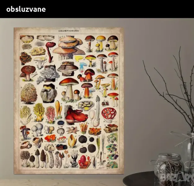 Винтидж плакат с Гъби, снимка 1