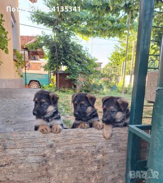 Немска овчарка , снимка 1