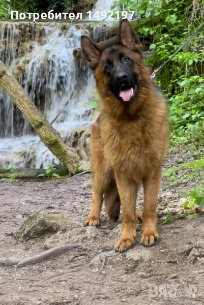 елитни малки немски овчарки , снимка 1