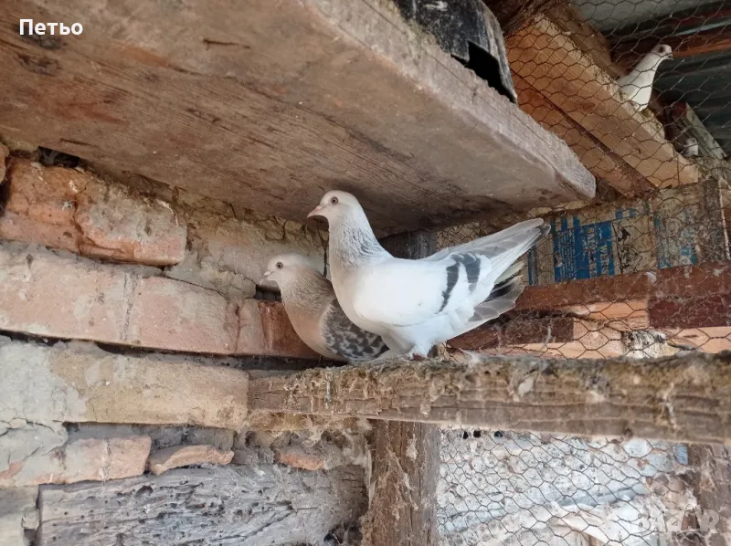 унгарци и мардини - отлични храначи!, снимка 1