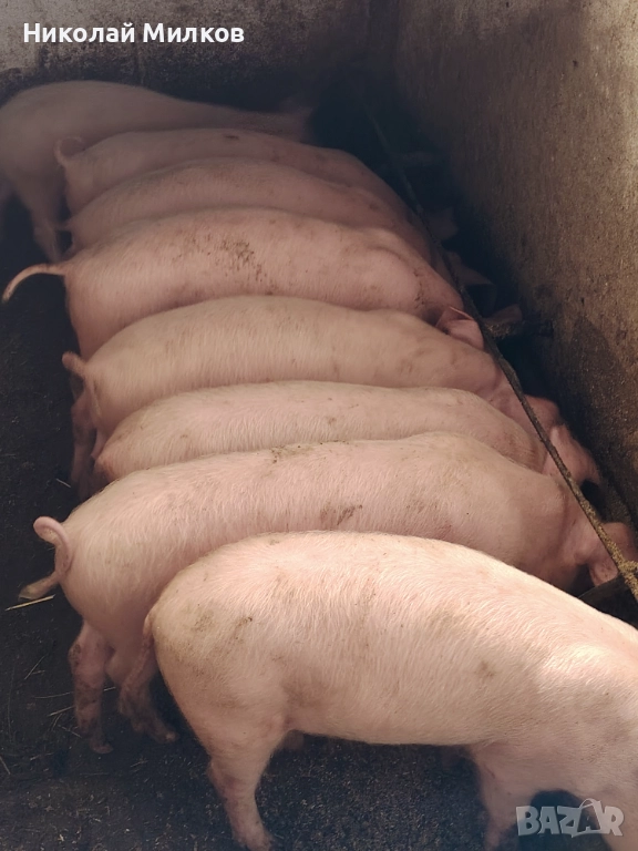 Малки прасенца, снимка 1