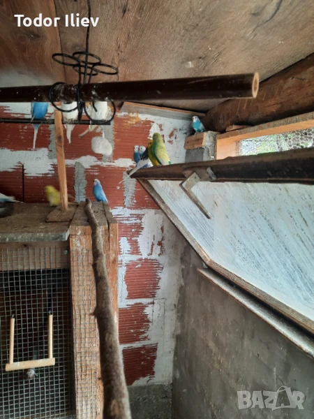 Продавам вълнисти папагали , снимка 1