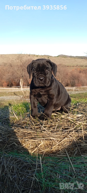 Кане Корсо женски, снимка 1