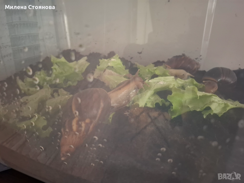 Подарявам яйца на африкански охлюви, снимка 1