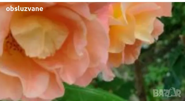 Резници оранжев трендафил, снимка 1