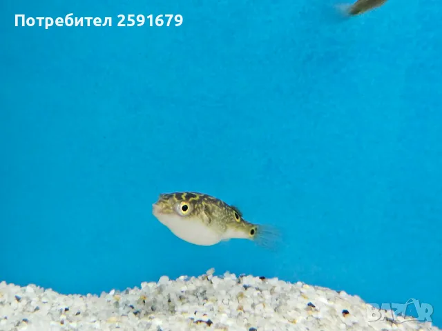 Декоративни и хищни екзотични риби, снимка 10 - Рибки - 48340111