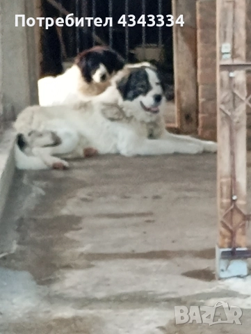 Българско овчарско куче, снимка 15 - Каракачанска овчарка - 51812904