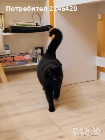 😺 1-годишно момченце от Враца търси ДОМ , снимка 6 - Други - 52893934