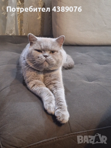 Чистокръвен лилав британец за разплод.