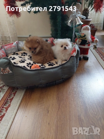 померан момче , снимка 3 - Померан - 52972734