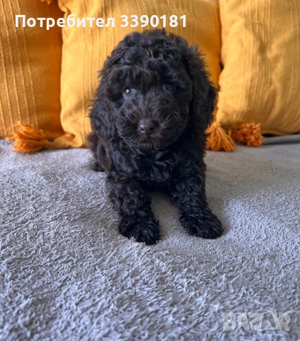 Шоколадово мини пуделче