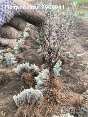  Разсад лавандула на едро и дребно, снимка 9 - Градински цветя и растения - 31696645