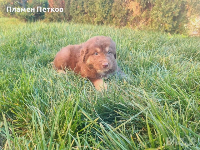 Българско овчарско куче 