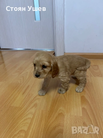 Кокер шпаньол , снимка 12 - Кокер шпаньол - 53218651