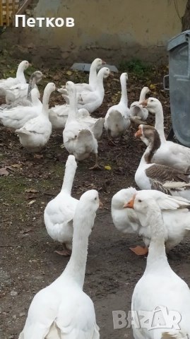 Гъски 2025, снимка 2 - Патици и гъски - 52358678