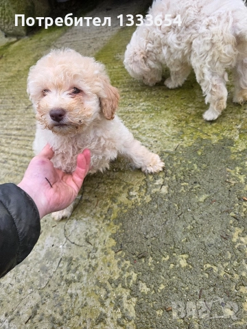 Лагото Романьоло