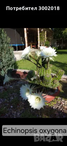 Дървото на живота и кактуси , снимка 3 - Стайни растения - 48831429