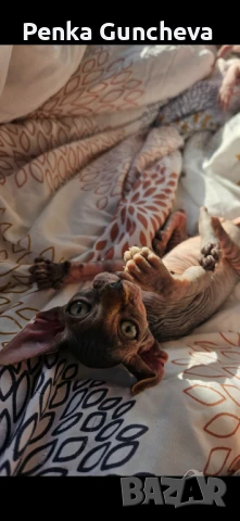 Канадски Сфинкс, снимка 6 - Сфинксове - 51349169