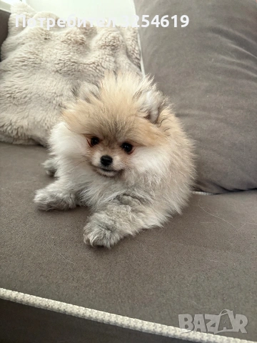 померан чистокръвен , снимка 4 - Померан - 53407980
