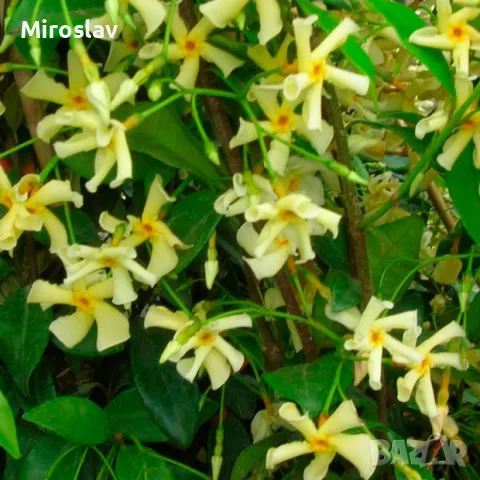 Жасмин 3-цвята (Вечнозелен), снимка 5 - Градински цветя и растения - 49673745