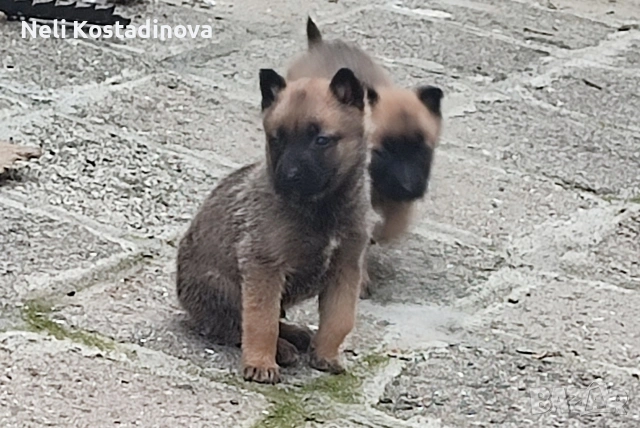 Белгийска овчарка Малиноа 