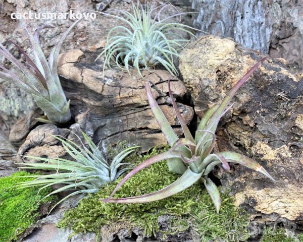 Tillandsia capitata, снимка 3 - Стайни растения - 43942051