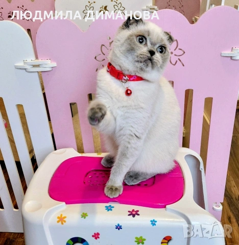 Шотландско момиче със сини очи. , снимка 7 - Британска късокосместа - 53291975