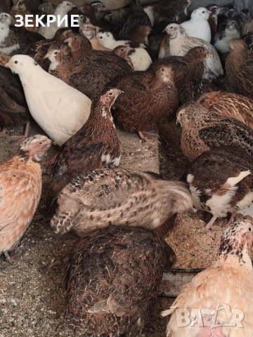 Продавам Оплодени Домашни   Яйца  от Пъдпъдъци , снимка 5 - Други - 46928739