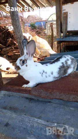Продавам зайци заклани или живи, снимка 8 - Други животни - 48523941