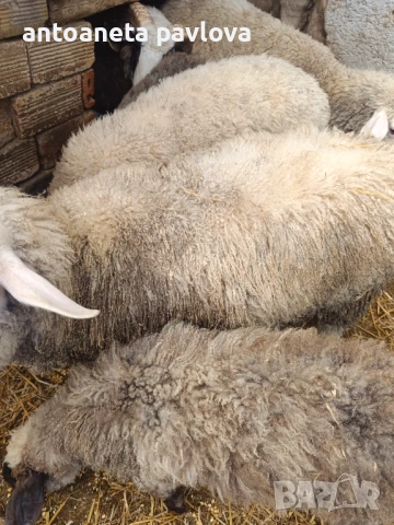 Шилета ,агнета ,кочове , снимка 11 - Овце - 41754007