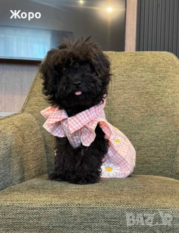 Той пудел-момиче, снимка 1