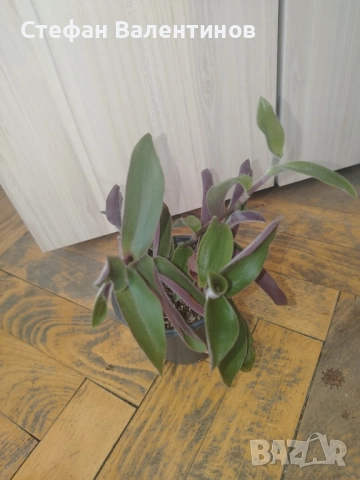 комплект Копривка+Традесканция+Алое , снимка 3 - Стайни растения - 52732600