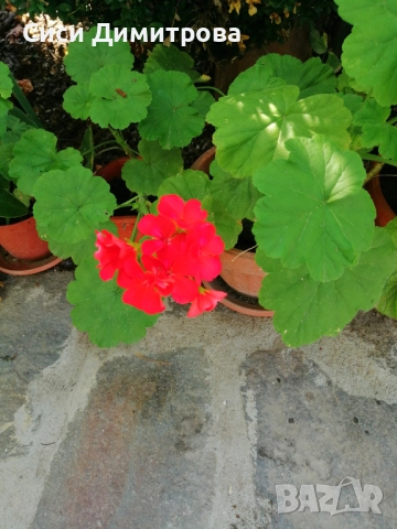 Мушкато, снимка 5 - Стайни растения - 51963994