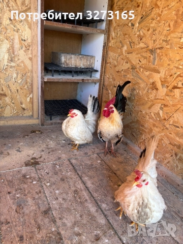  Кокошки Шабо , снимка 3 - Кокошки и пуйки - 52788552
