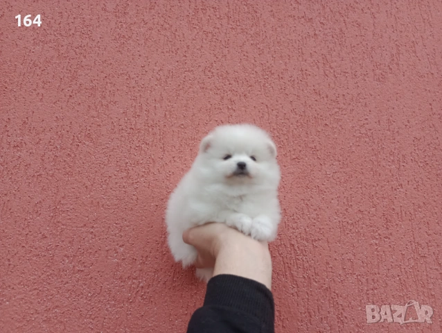 Мъжки и женски бели Померани. Реални снимки от 05.01.26 г. , снимка 6 - Померан - 52926789