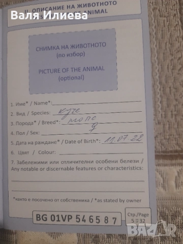 Продавам куче порода мопс, снимка 2 - Мопс - 53063796