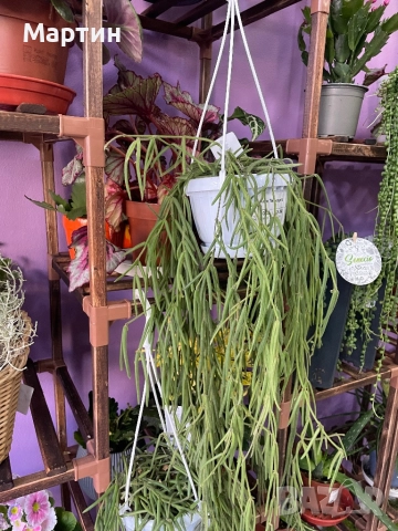 Стайни растения за дома и офиса , снимка 8 - Стайни растения - 52435932