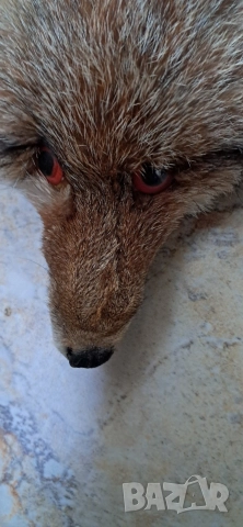 Кожа шал от лисица 