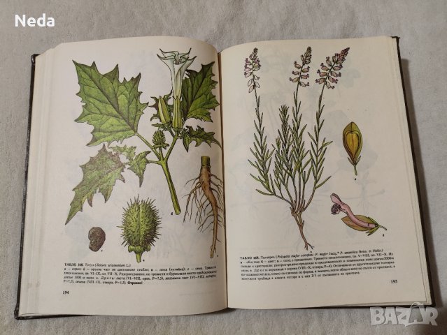 Атлас на лечебните растения в България , снимка 4 - Енциклопедии, справочници - 43828187