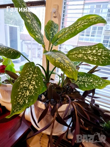 Дифенбахия + Пурпорно сърце, снимка 3 - Стайни растения - 51187234