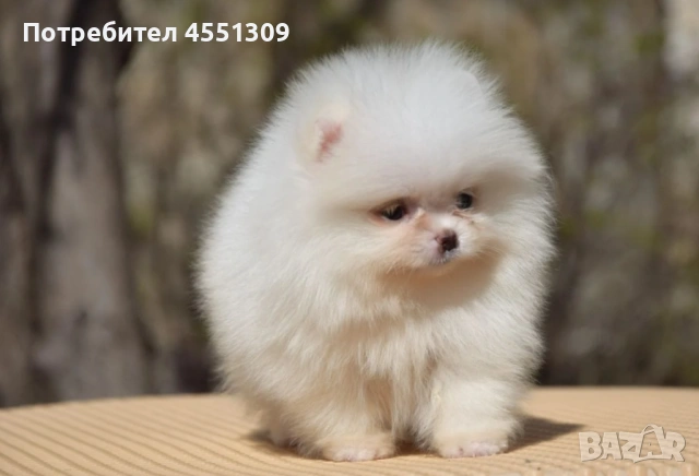 Померан мини женски