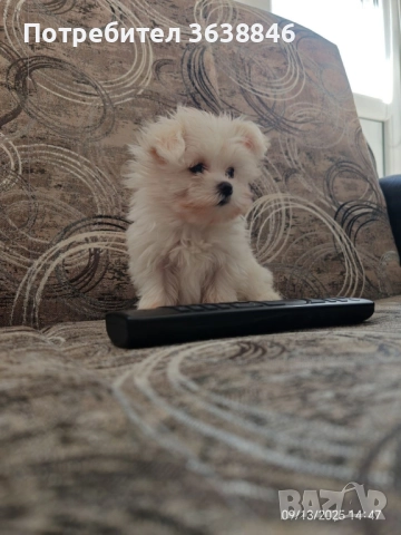 Мини малтийска болонка, снимка 2 - Болонка - 51704358