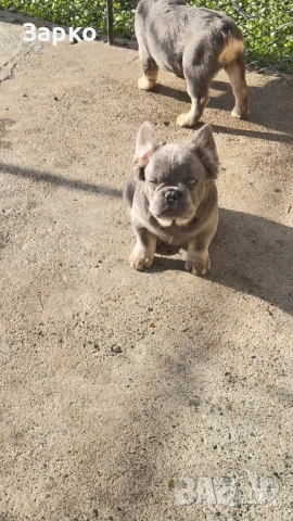 Френски булдог, снимка 8 - Френски булдог - 51950911