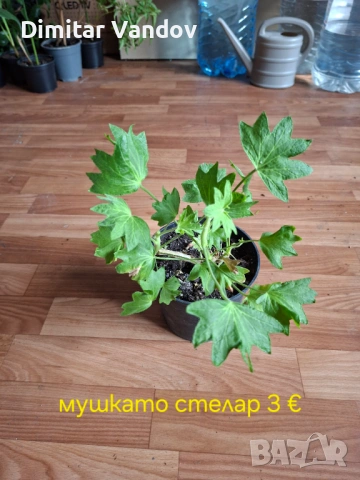 Различни видове цветя