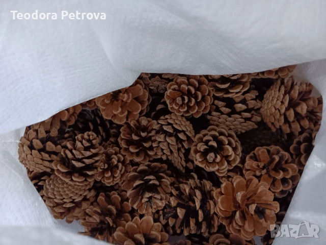 Шишарки от Черен, Бял и Морски бор, и смърч за декорация, снимка 4 - Други услуги - 53606309