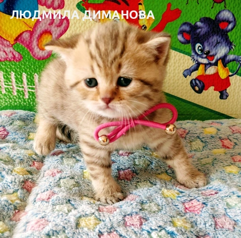 шотландски златни чинчили. , снимка 9 - Британска късокосместа - 53504787