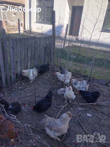 Продавам оплодени яйца за люпене, снимка 4 - Кокошки и пуйки - 53136928